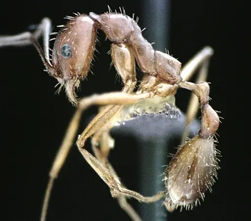 Aphaenogaster floridana - ANTWEB1041501