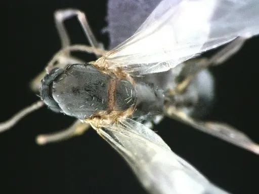 Aphaenogaster floridana - ANTWEB1041502