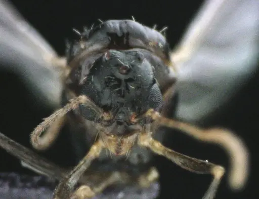 Aphaenogaster floridana - ANTWEB1041502