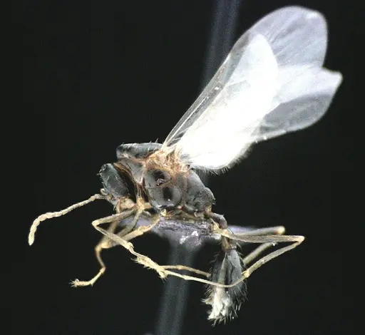 Aphaenogaster floridana - ANTWEB1041502