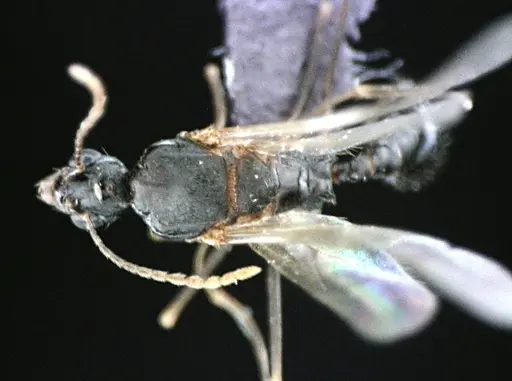 Aphaenogaster floridana - ANTWEB1041503