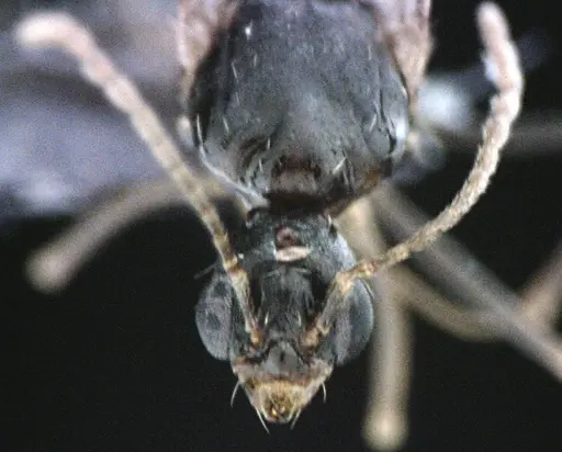 Aphaenogaster floridana - ANTWEB1041503