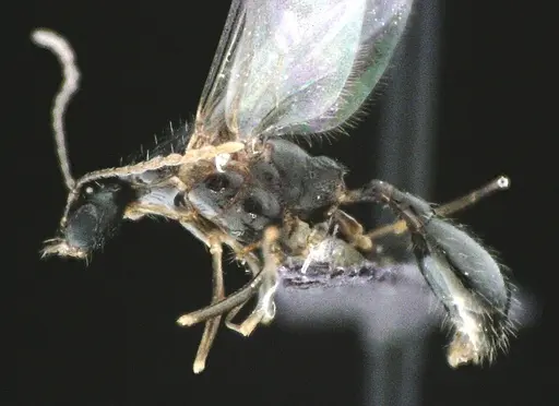 Aphaenogaster floridana - ANTWEB1041503