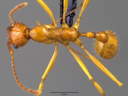 Aphaenogaster floridana - ANTWEB1060078