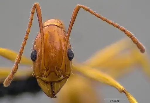 Aphaenogaster floridana - ANTWEB1060078