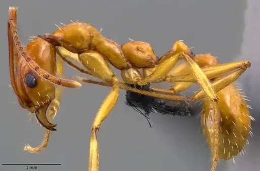 Aphaenogaster floridana - ANTWEB1060078