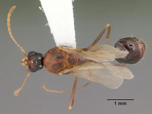 Aphaenogaster floridana - CASENT0103580