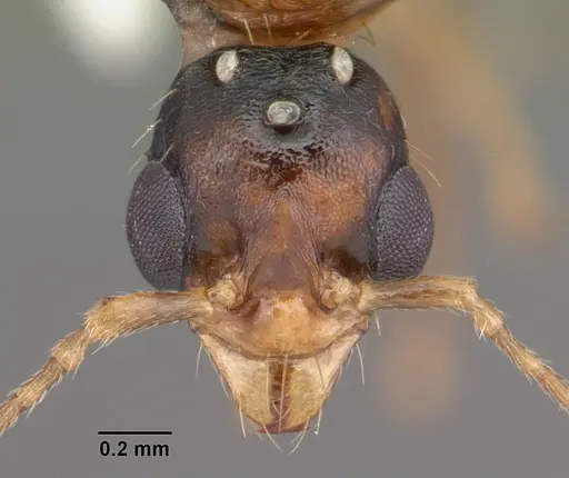 Aphaenogaster floridana - CASENT0103580