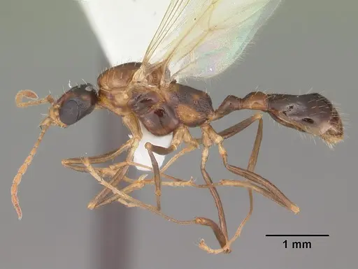 Aphaenogaster floridana - CASENT0103580