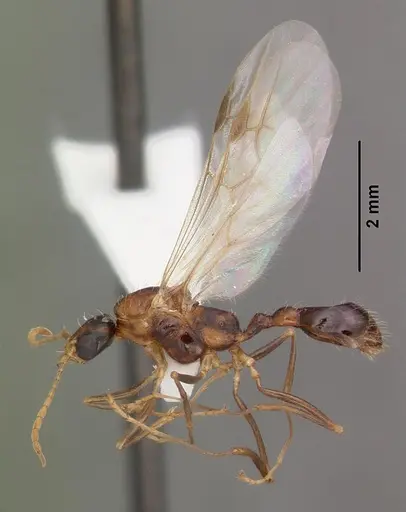 Aphaenogaster floridana - CASENT0103580