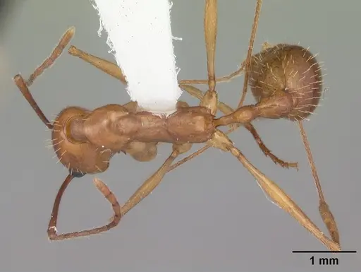 Aphaenogaster floridana - CASENT0103583