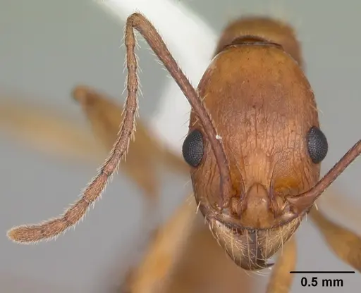 Aphaenogaster floridana - CASENT0103583
