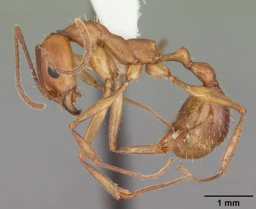 Aphaenogaster floridana - CASENT0103583