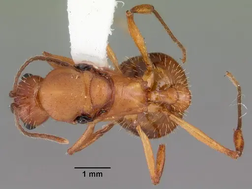 Aphaenogaster floridana - CASENT0103584