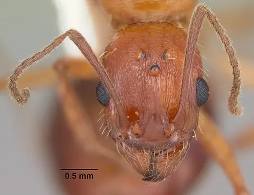 Aphaenogaster floridana - CASENT0103584