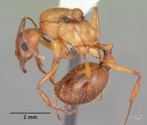 Aphaenogaster floridana - CASENT0103584
