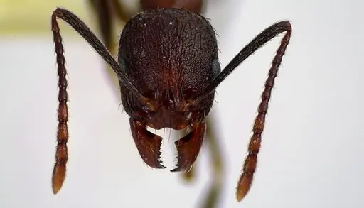 Aphaenogaster fulva specimen