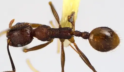Aphaenogaster fulva - ANTWEB1041616
