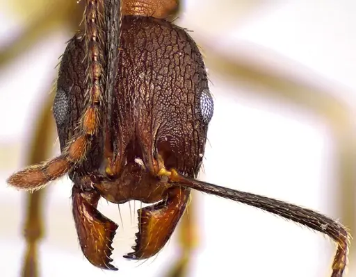 Aphaenogaster fulva - ANTWEB1041616