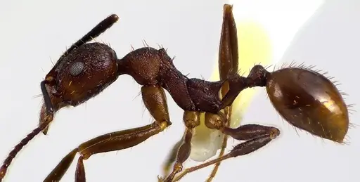 Aphaenogaster fulva - ANTWEB1041616