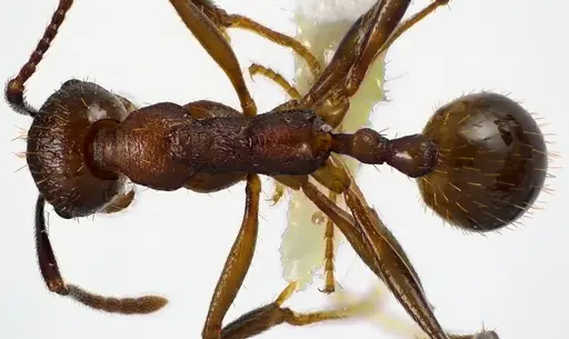 Aphaenogaster fulva - ANTWEB1041617