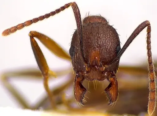 Aphaenogaster fulva - ANTWEB1041617