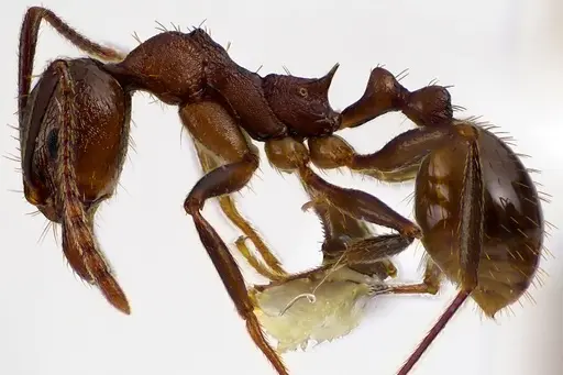 Aphaenogaster fulva - ANTWEB1041617