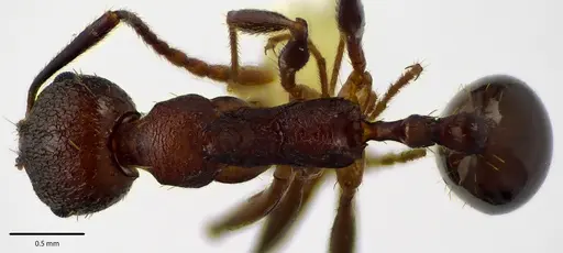 Aphaenogaster fulva - ANTWEB1041669