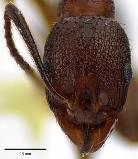 Aphaenogaster fulva - ANTWEB1041669