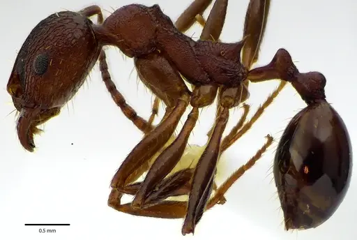 Aphaenogaster fulva - ANTWEB1041669