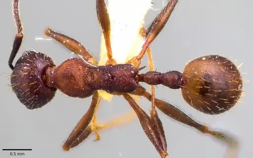 Aphaenogaster fulva - ANTWEB1041785