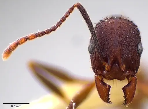 Aphaenogaster fulva - ANTWEB1041785