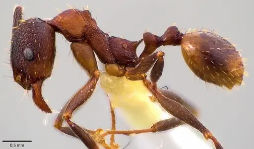 Aphaenogaster fulva - ANTWEB1041785