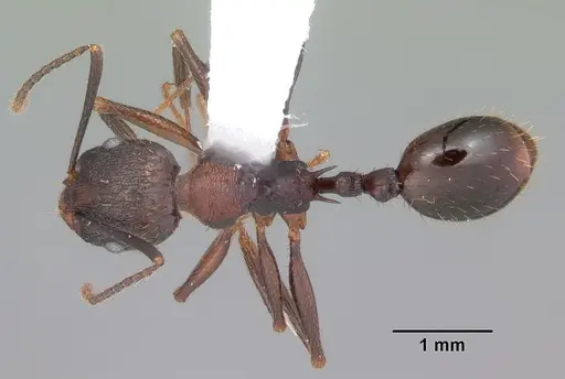 Aphaenogaster fulva - CASENT0103585