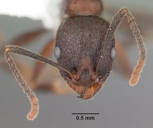 Aphaenogaster fulva - CASENT0103585