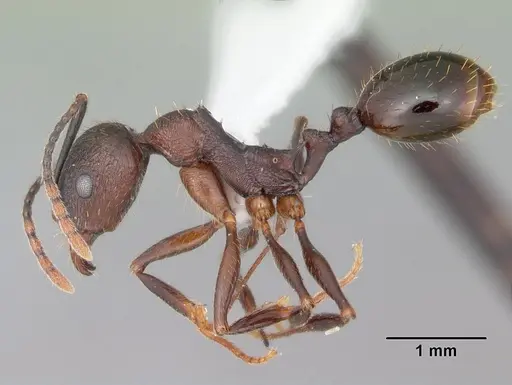 Aphaenogaster fulva - CASENT0103585