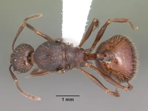 Aphaenogaster fulva - CASENT0103588