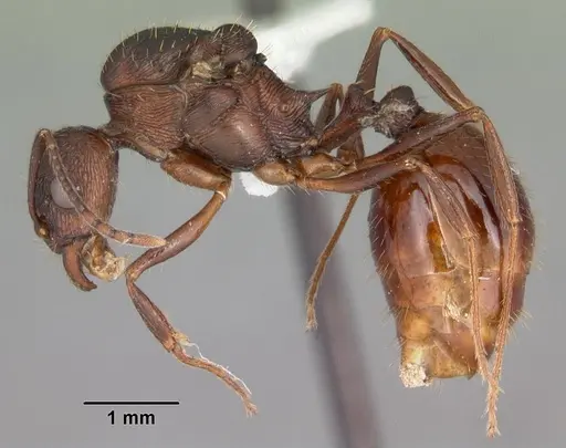 Aphaenogaster fulva - CASENT0103588