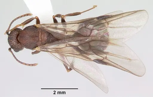 Aphaenogaster fulva - CASENT0104857