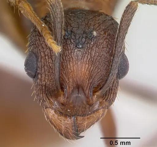 Aphaenogaster fulva - CASENT0104857