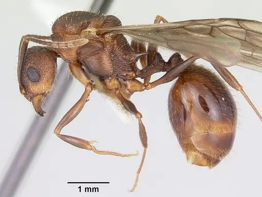 Aphaenogaster fulva - CASENT0104857