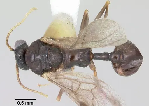 Aphaenogaster fulva - CASENT0104858