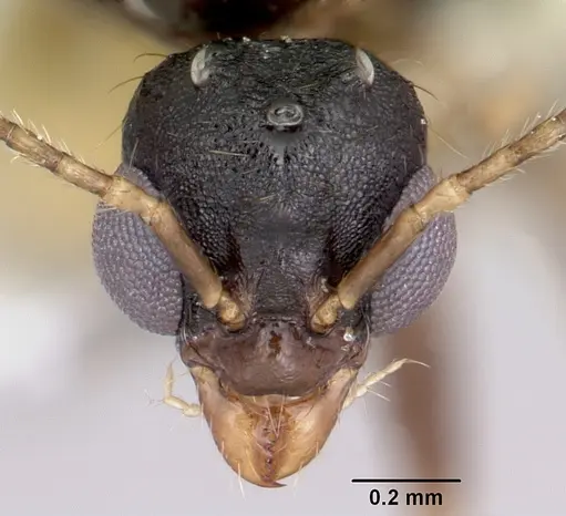 Aphaenogaster fulva - CASENT0104858