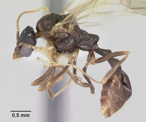 Aphaenogaster fulva - CASENT0104858