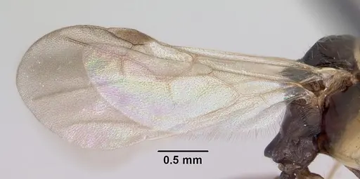 Aphaenogaster fulva - CASENT0104858