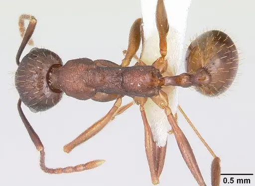 Aphaenogaster fulva - CASENT0104859