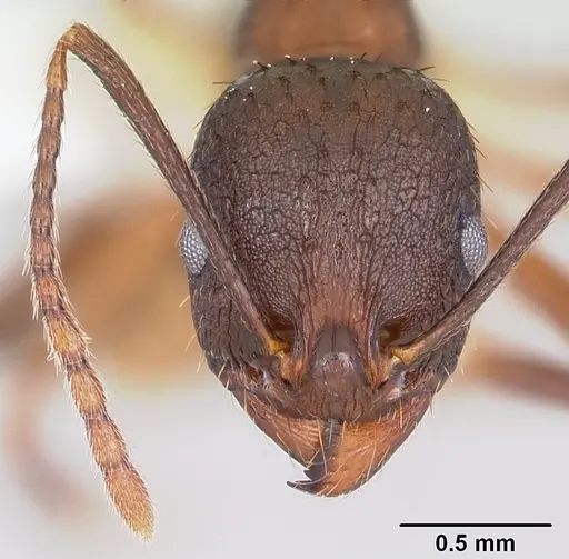 Aphaenogaster fulva - CASENT0104859