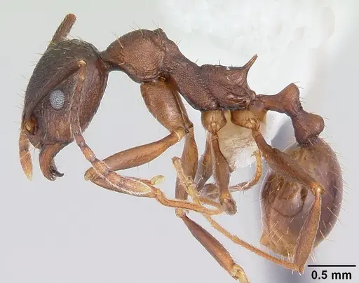 Aphaenogaster fulva - CASENT0104859