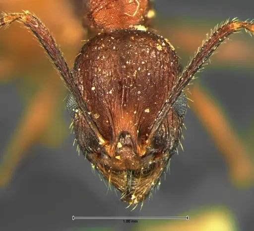 Aphaenogaster fulva - CASENT0105670