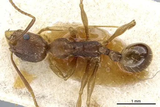 Aphaenogaster fulva - CASENT0904167